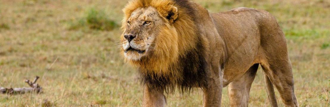 Plentiful Adventures