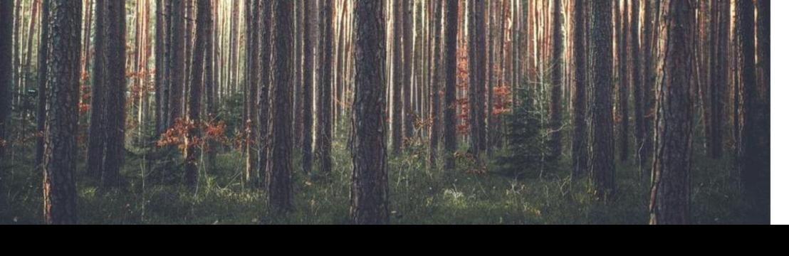 Placerville Tree Service